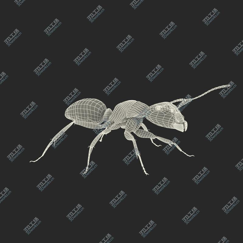 images/goods_img/202104092/Red Ant Rigged for Maya/4.jpg